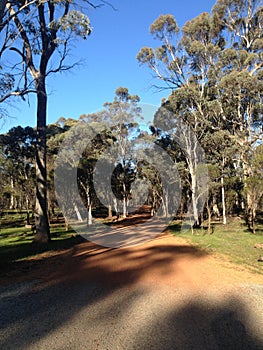 Dirt road between Eucalyptus trees with clear sky in rural Australia