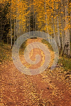 Dirt Road through the Fall trees