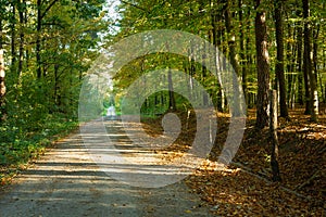 Dirt road and fallen leaves in the autumn forest