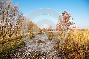 Dirt road in a field on a sunny autumn day