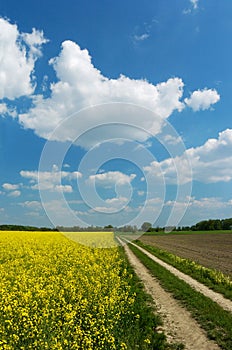 Dirt road among fields