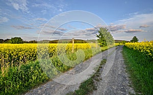 Dirt road into the fields