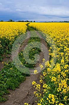 Dirt Road in Fields of