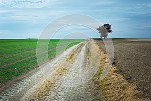 Dirt road through fields and lonely tree