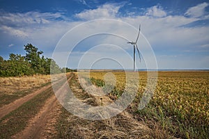 Dirt road in fields where there are wind turbines.