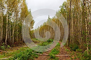 Dirt road and firebreak