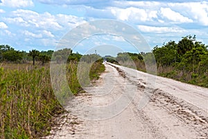 Dirt road in Florida Nature Preserve