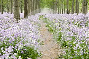 Dirt road through flower field