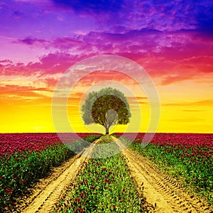 Dirt road in flowering crimson clovers field at sunset.