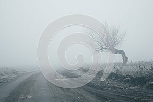 Dirt road in the fog, a lonely tree on the side of the road. The landscape is a foggy path to nowhere. Selected focus