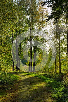 Dirt road in forest