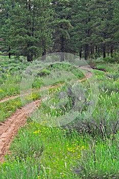 Dirt Road Forest