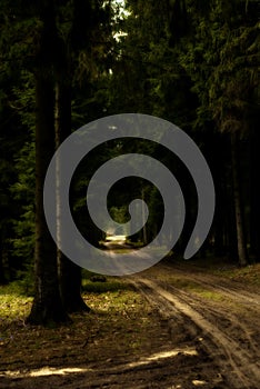 Dirt road through forest