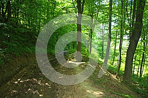 Dirt road in forest