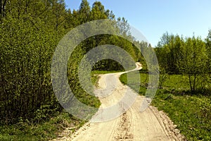 Dirt road . forest.