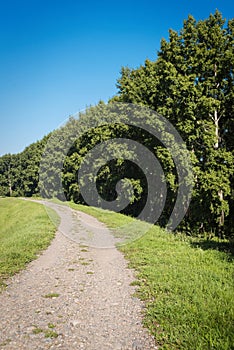 Dirt road and forest