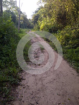 Dirt Road in the Forest