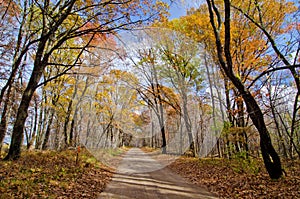 Dirt road, forest, autumn