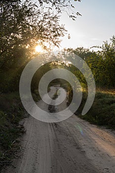 A dirt road through the forest at dawn, the rays of the sun break through the foliage.