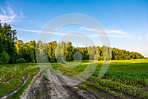 Dirt road at forest edge