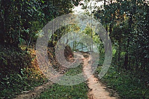 Dirt road Forest entrance In the countryside Asia