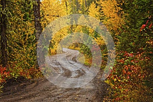 A dirt road in a forest in fall