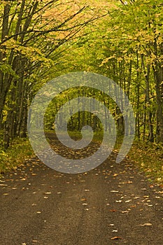 Dirt road in the forest in the fall.