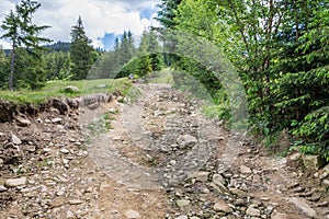 Dirt road in the forest in the mountains