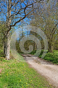 Dirt road through the forest with spring greenery