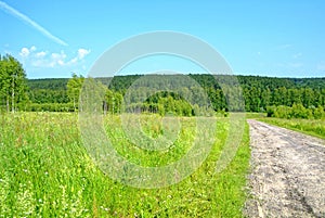 Dirt road through forest in summer day