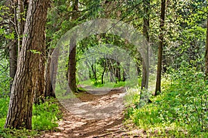 dirt road in the forest on a sunny summer day