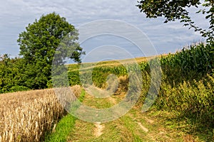 Dirt road between grain crops on a summer sunny day in Poland