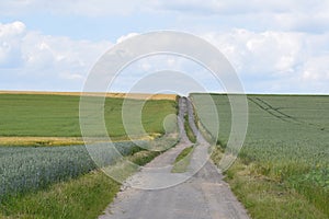 dirt road between grain fields
