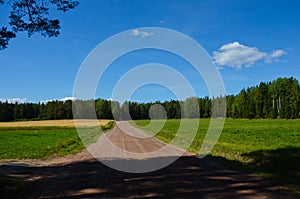 A dirt road among grain fields in forest on clear, sunny day. Horizontal photo