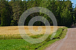 A dirt road among grain fields in forest on clear, sunny day. Horizontal photo, agriculture concept
