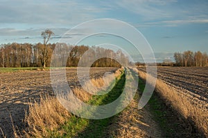 Dirt road with grass through plowed fields, a copse with trees without leaves and clouds on a sky