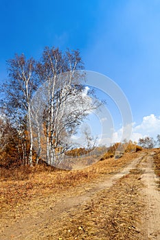 A dirt road in grassland