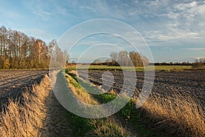 A dirt road with green and dry grass through plowed fields, a copse with trees without leaves and clouds on a blue sky