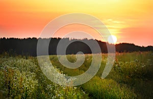 A dirt road in a green field lush with wild flowers and daisies at sunset. The sun setting behind the forest