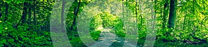 Dirt road in a green forest panorama