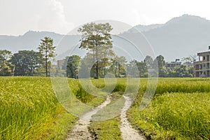 A dirt road in green rice fields against a background of forest, mountains and houses