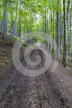 Dirt road among green trees