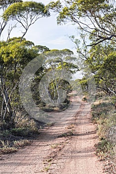 Dirt Road, Gumtrees, Australia