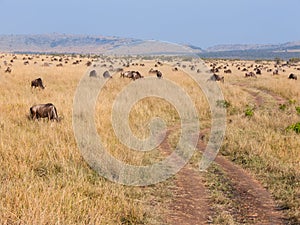 Dirt road through herd of wildebeest in Masai Mara