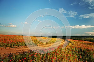 A dirt road among hilly fields with blooming flowers of red poppies. Beautiful suburban splendid view of fields