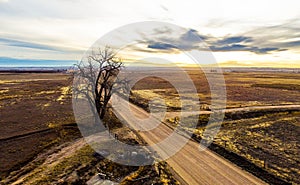 Dirt road intersection with lone tree