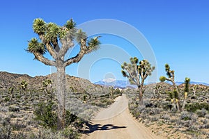 Dirt Road in Joshua Tree National Park, California