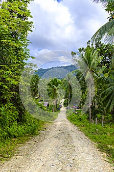 Dirt road in a jungle