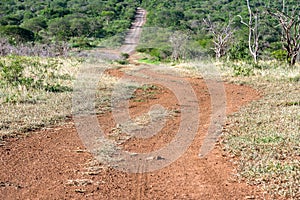 Dirt Road through the Jungle