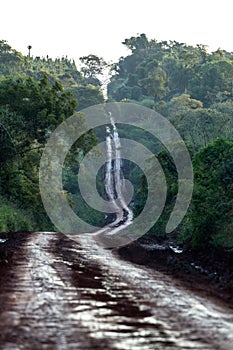 Dirt road through the jungle